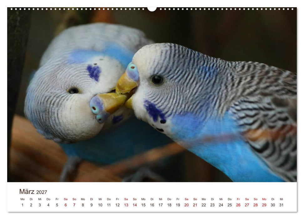 Wellensittiche - der NEUE Kalender (CALVENDO Wandkalender 2027)