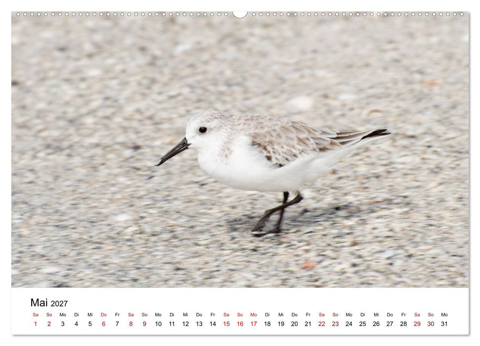 Möwen am Meer (CALVENDO Wandkalender 2027)