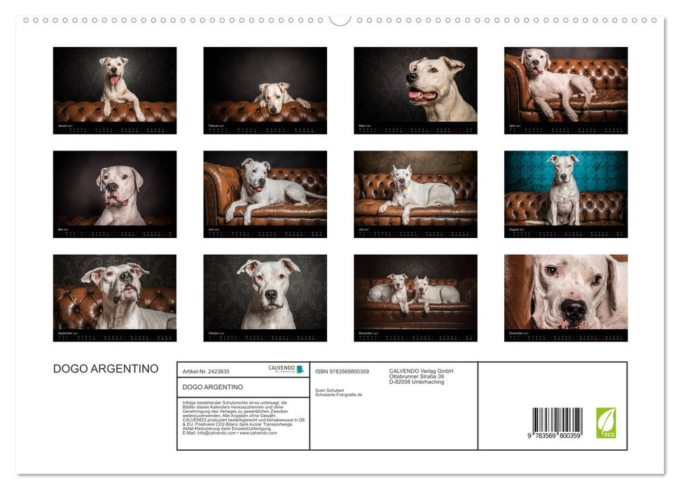 DOGO ARGENTINO (CALVENDO Premium Wandkalender 2027)