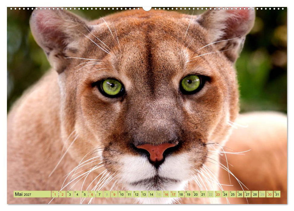 Tiere Schau mir in die Augen (CALVENDO Wandkalender 2027)