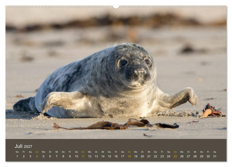 Robben auf der Helgoländer Düne (CALVENDO Premium Wandkalender 2027)