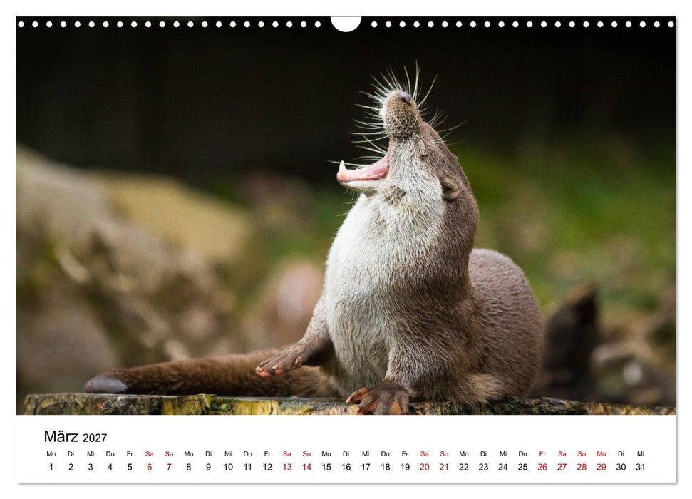 Otter - Jäger an Flüssen und Seen (CALVENDO Wandkalender 2027)