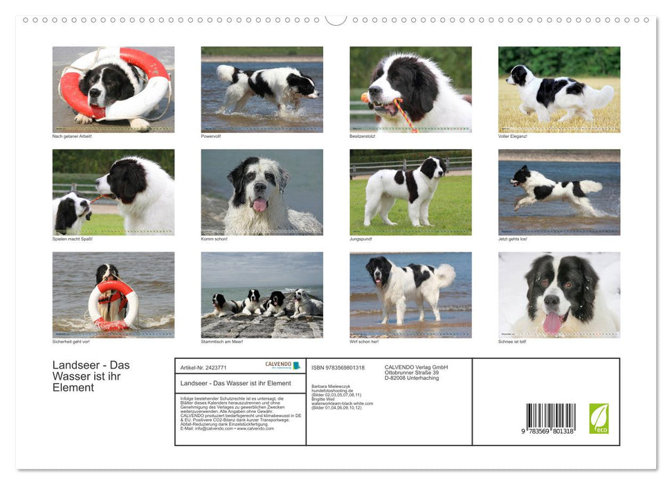 Landseer - Das Wasser ist ihr Element (CALVENDO Premium Wandkalender 2027)