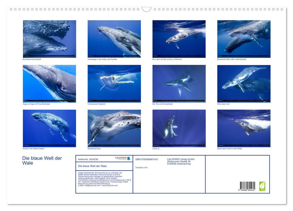 Die blaue Welt der Wale (CALVENDO Wandkalender 2027)