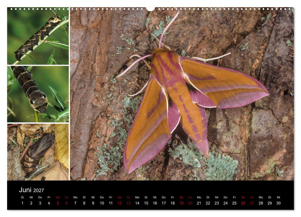Schmetterlinge - Wunder der Verwandlung (CALVENDO Premium Wandkalender 2027)