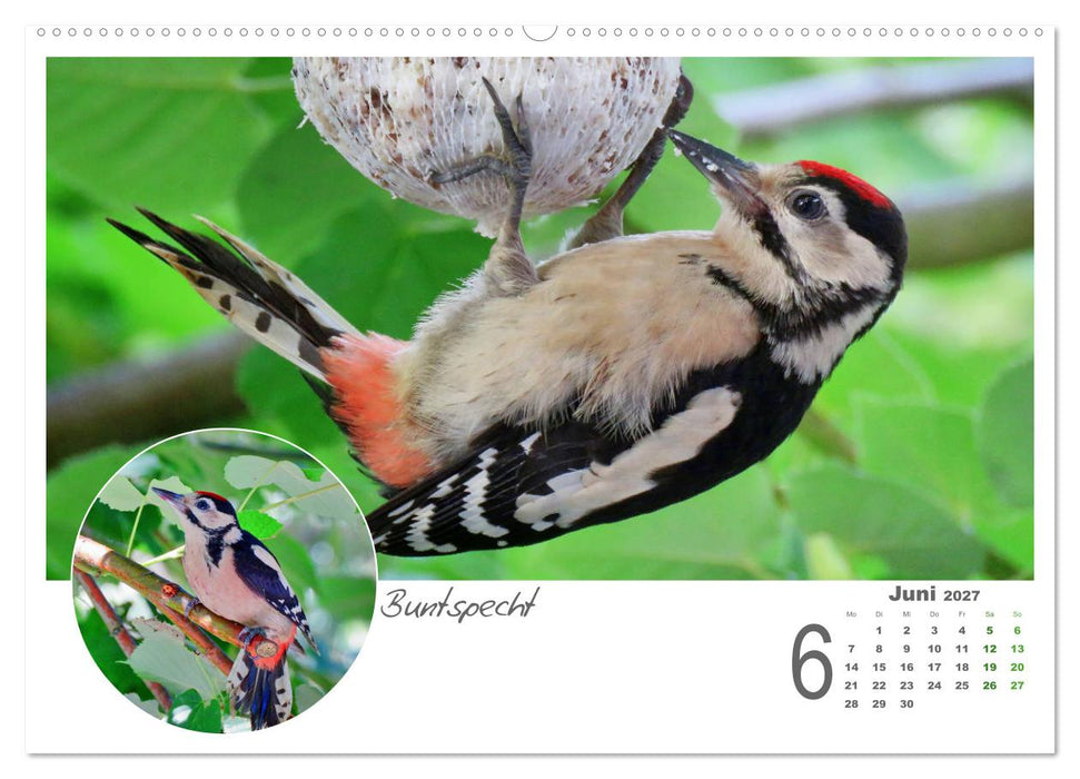 Gefiederte Gartengäste (CALVENDO Premium Wandkalender 2027)