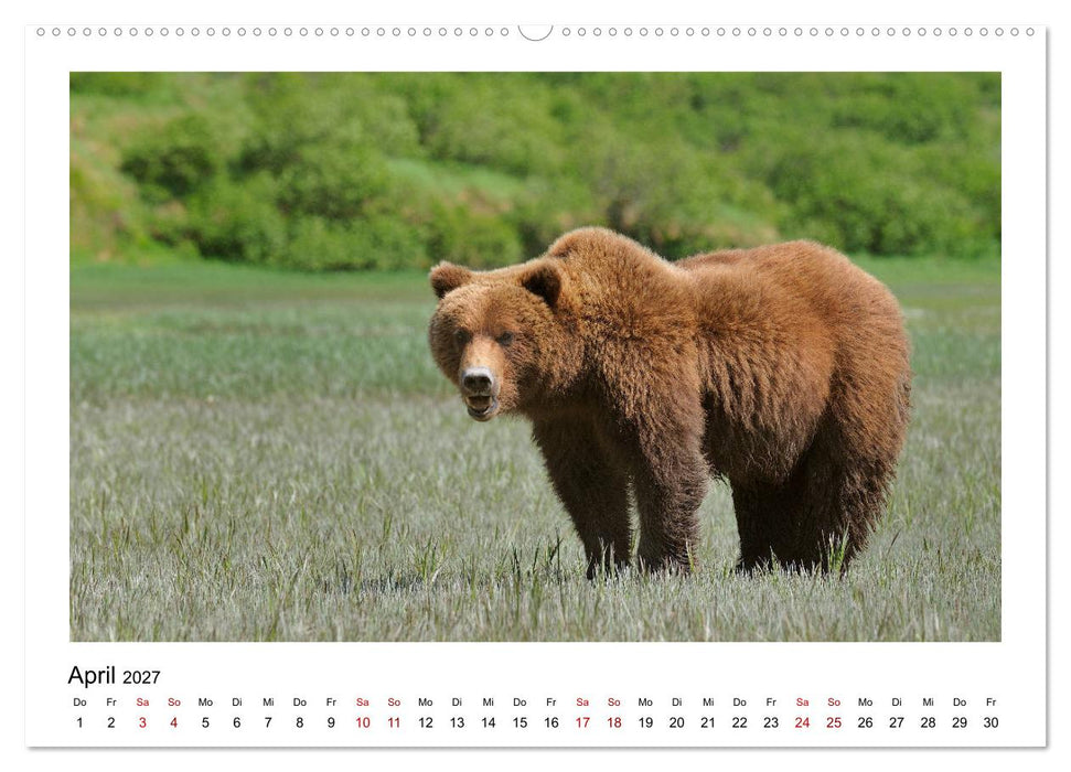 Braunbären in Alaska (CALVENDO Wandkalender 2027)