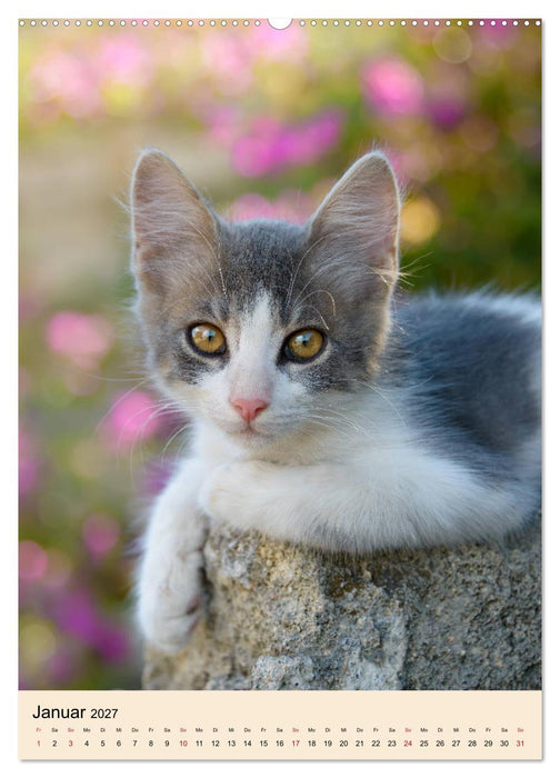 Katzen von Rhodos (CALVENDO Wandkalender 2027)