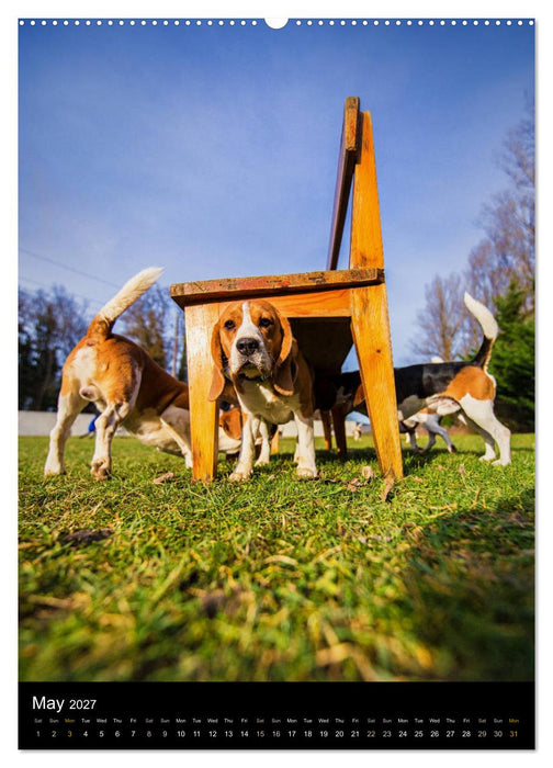 Beagles in action (CALVENDO Premium-Calendar 2027)