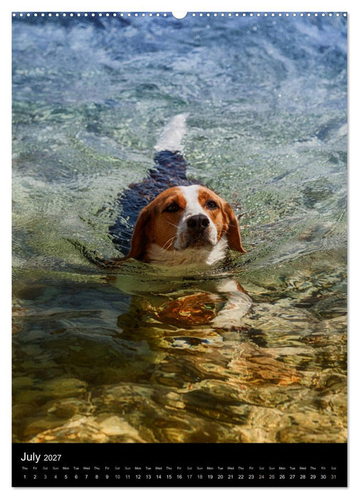 Beagles in action (CALVENDO Premium-Calendar 2027)