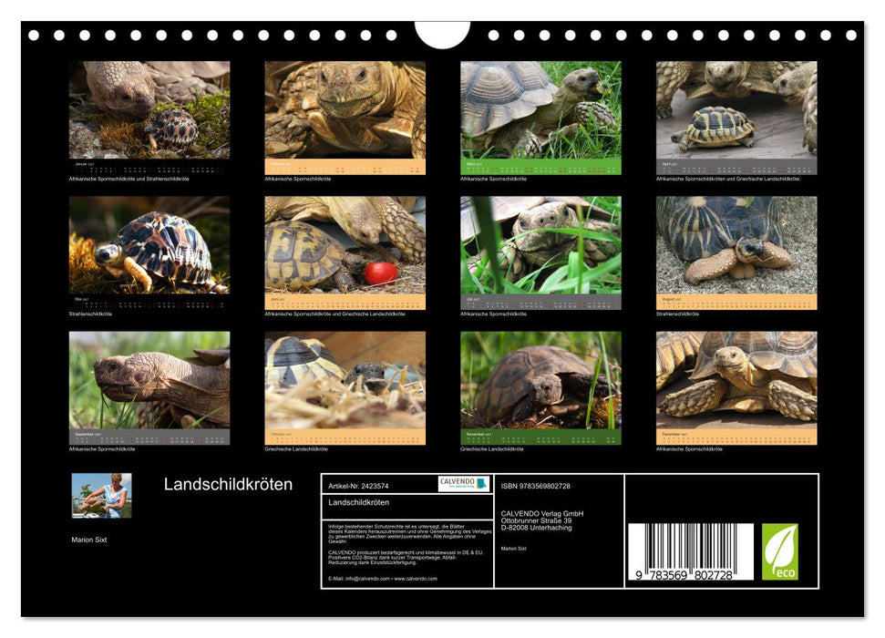 Landschildkröten (CALVENDO Wandkalender 2027)