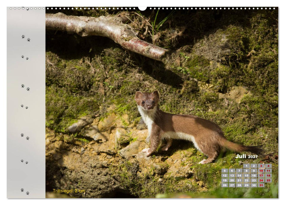 Tierspuren in der Natur (CALVENDO Premium Wandkalender 2027)
