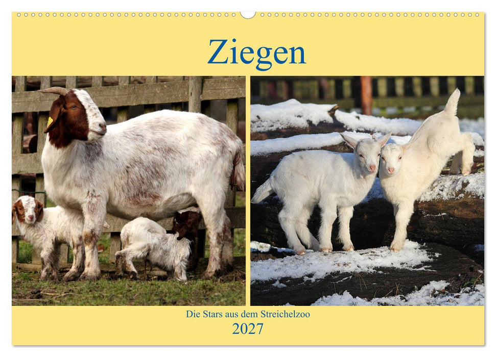 Ziegen - Die Stars aus dem Streichelzoo (CALVENDO Wandkalender 2027)