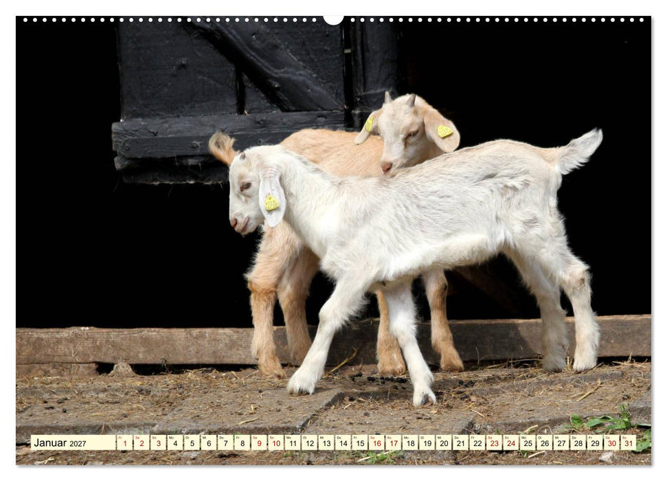 Ziegen - Die Stars aus dem Streichelzoo (CALVENDO Wandkalender 2027)