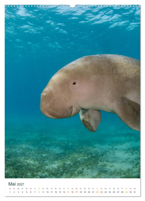 Unter Wasser daheim (CALVENDO Wandkalender 2027)