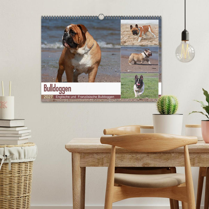 Bulldoggen - Englische und Französische Bulldoggen (CALVENDO Wandkalender 2027)