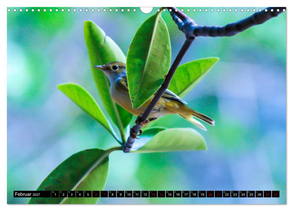 Naturparadies Galapagos - UNESCO Weltkulturerbe (CALVENDO Wandkalender 2027)
