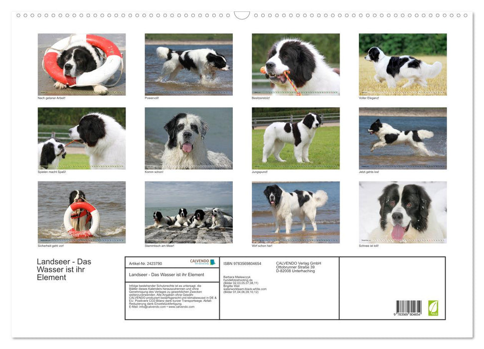 Landseer - Das Wasser ist ihr Element (CALVENDO Wandkalender 2027)