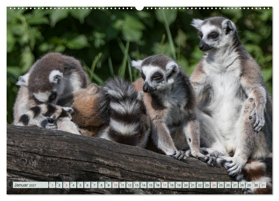 Makis ganz süss (CALVENDO Premium Wandkalender 2027)