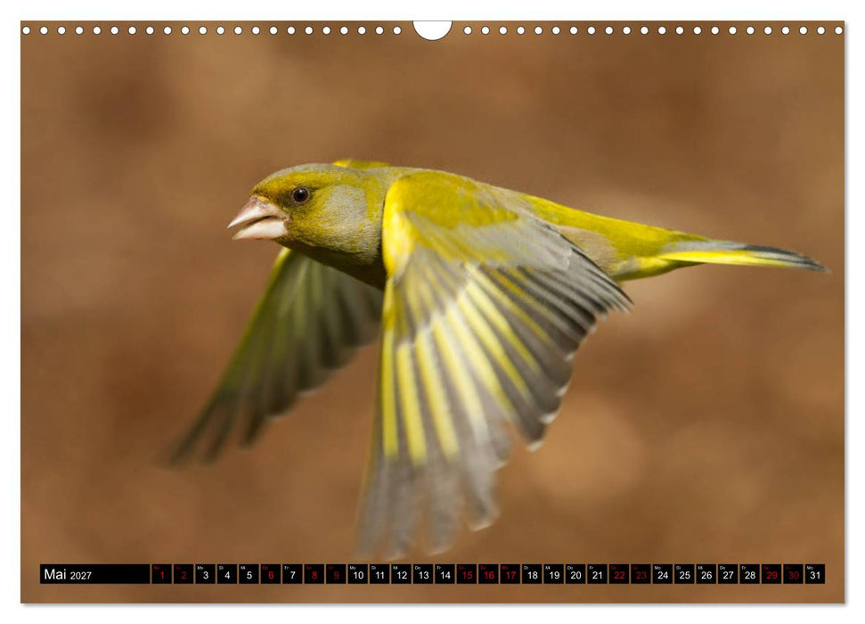 Vögel aus dem Garten (CALVENDO Wandkalender 2027)