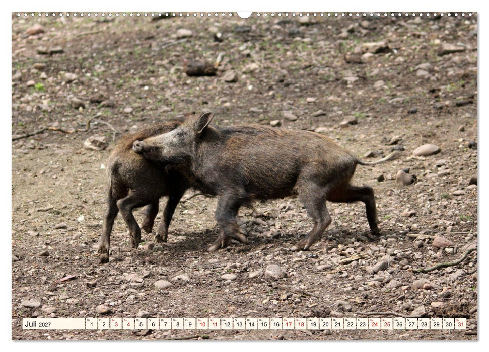 Wildschweine - Tiere aus unseren Wäldern (CALVENDO Premium Wandkalender 2027)