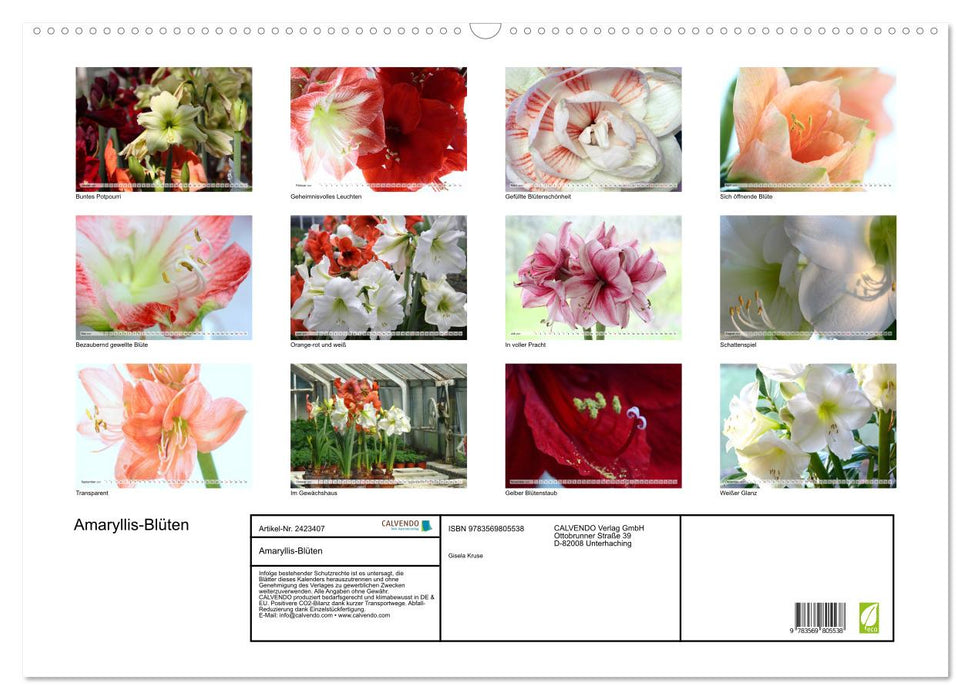 Amaryllis-Blüten (CALVENDO Wandkalender 2027)