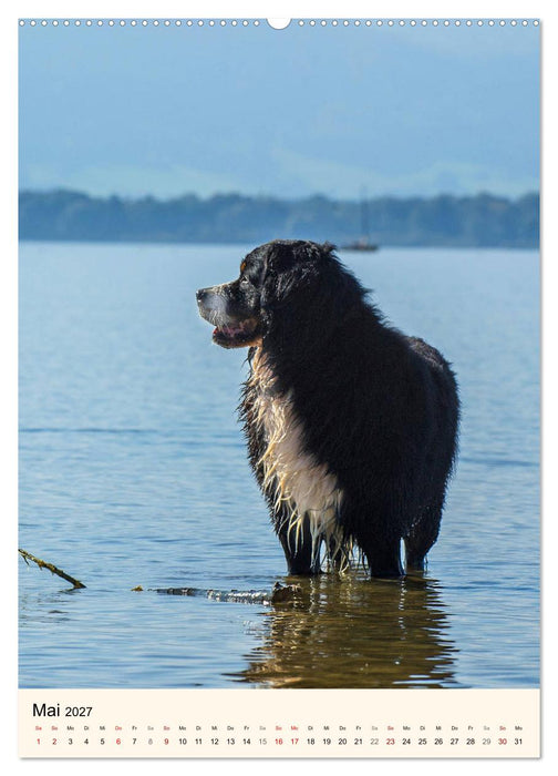 Die schönste Rasse der Welt - Berner Sennenhund (CALVENDO Premium Wandkalender 2027)