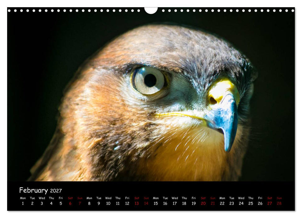 Birds of South Africa (CALVENDO Monthly Calendar 2027)