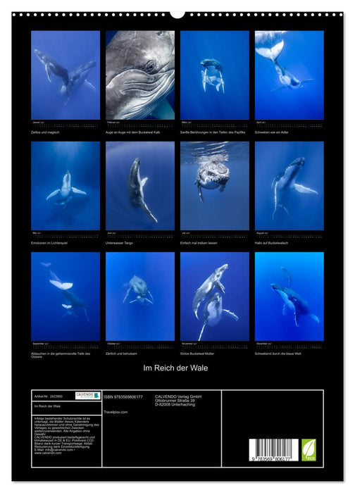 Im Reich der Wale (CALVENDO Premium Wandkalender 2027)