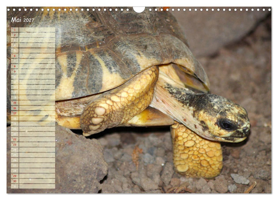 Schildkröten - Gepanzerte Wesen aus Urzeiten (CALVENDO Wandkalender 2027)