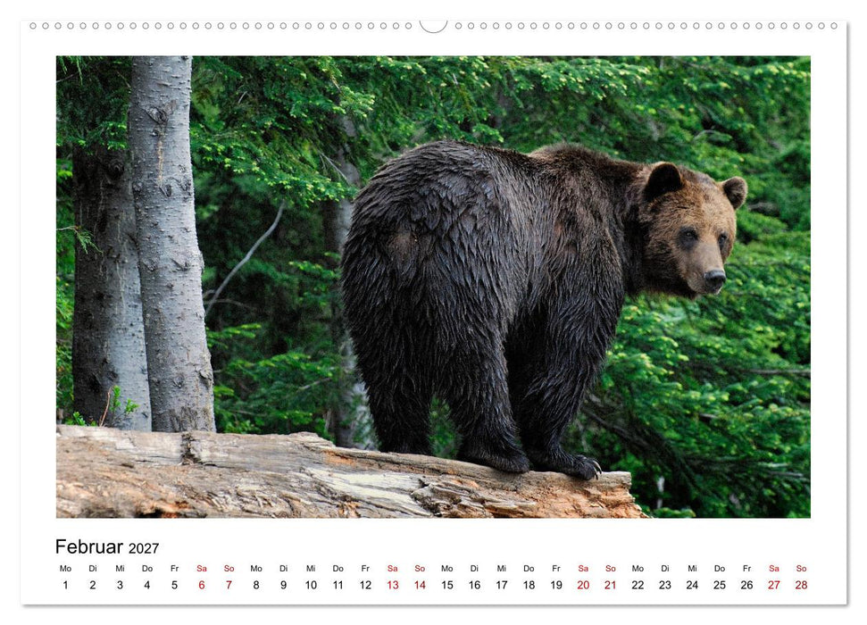 Braunbären in Alaska (CALVENDO Premium Wandkalender 2027)