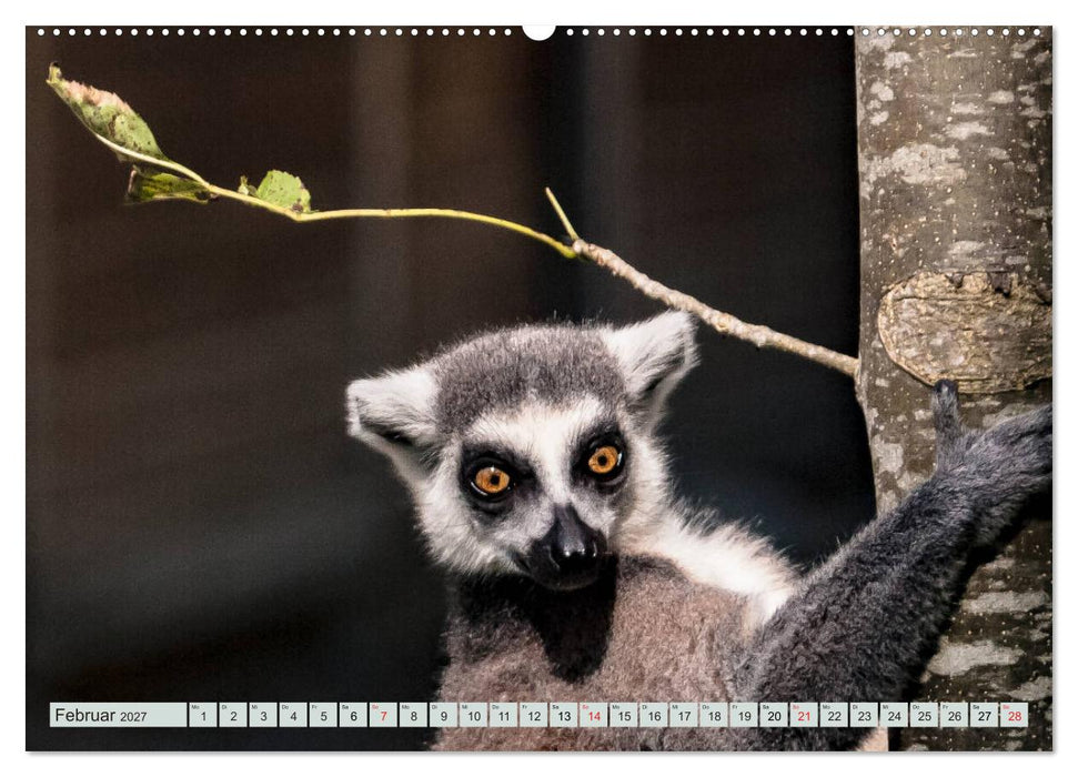 Makis ganz süss (CALVENDO Wandkalender 2027)