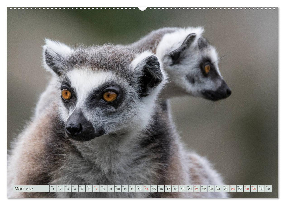 Makis ganz süss (CALVENDO Wandkalender 2027)
