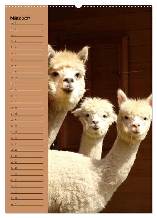 Alpakas zum Knuddeln gerne (CALVENDO Wandkalender 2027)