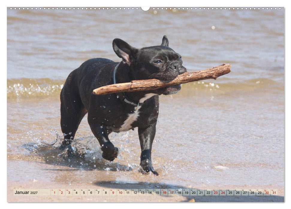 Bulldoggen - Englische und Französische Bulldoggen (CALVENDO Premium Wandkalender 2027)