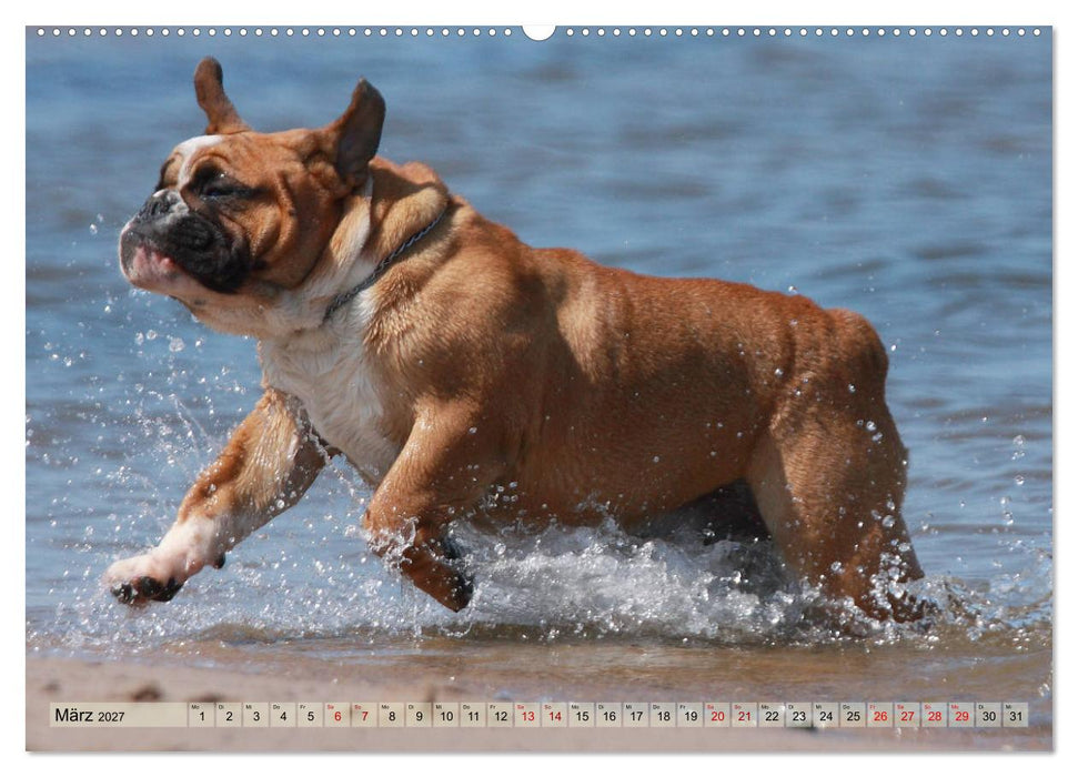 Bulldoggen - Englische und Französische Bulldoggen (CALVENDO Premium Wandkalender 2027)