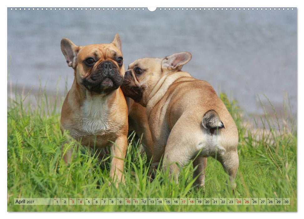 Bulldoggen - Englische und Französische Bulldoggen (CALVENDO Premium Wandkalender 2027)