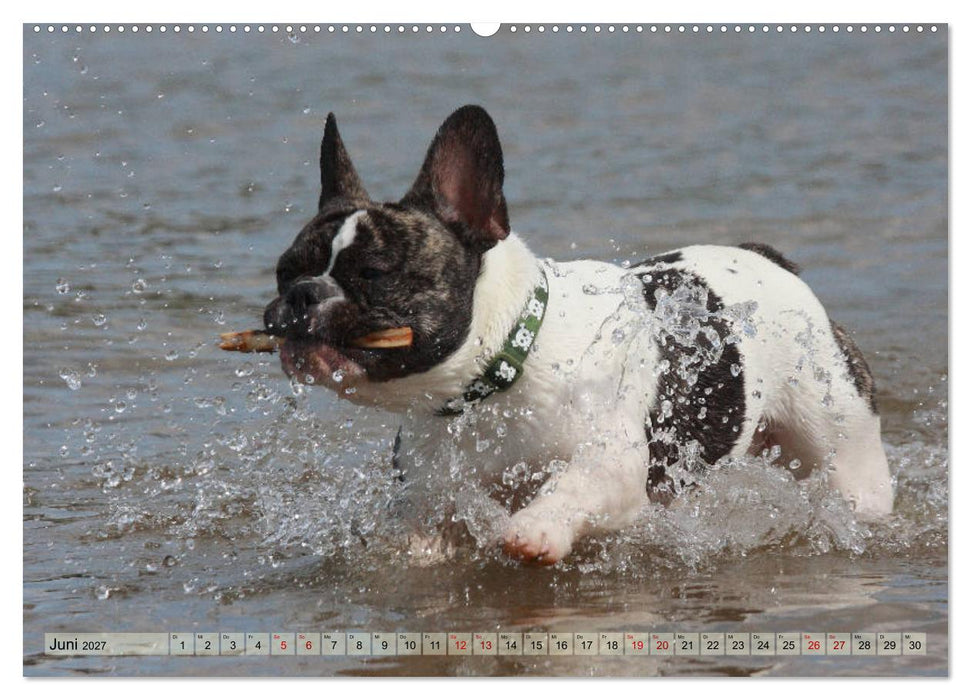 Bulldoggen - Englische und Französische Bulldoggen (CALVENDO Premium Wandkalender 2027)