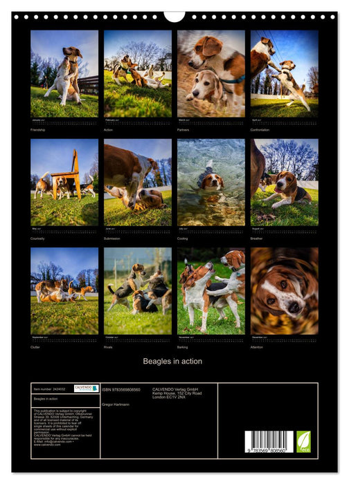 Beagles in action (CALVENDO Monthly Calendar 2027)
