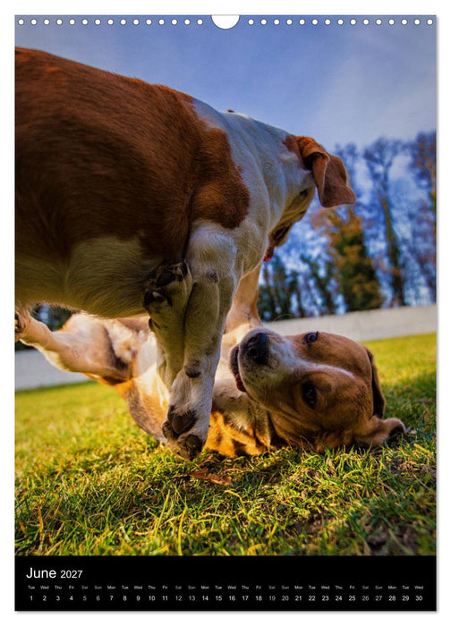 Beagles in action (CALVENDO Monthly Calendar 2027)