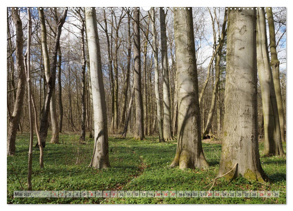 Der Hainich in Thüringen - Weltnaturerbe (CALVENDO Wandkalender 2027)