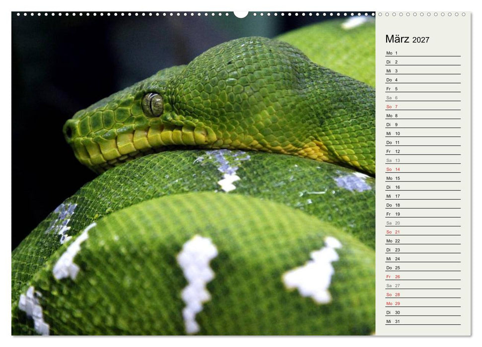 Gefährliche Schlangen (CALVENDO Wandkalender 2027)