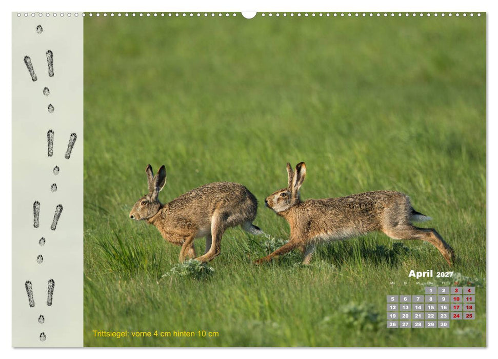 Tierspuren in der Natur (CALVENDO Wandkalender 2027)