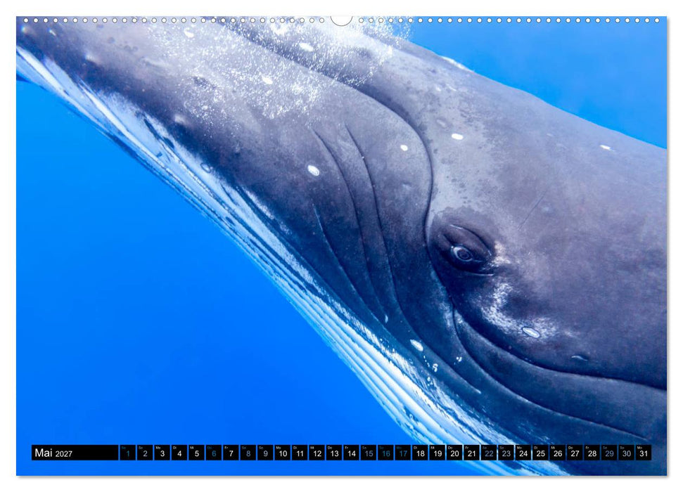 Die blaue Welt der Wale (CALVENDO Premium Wandkalender 2027)