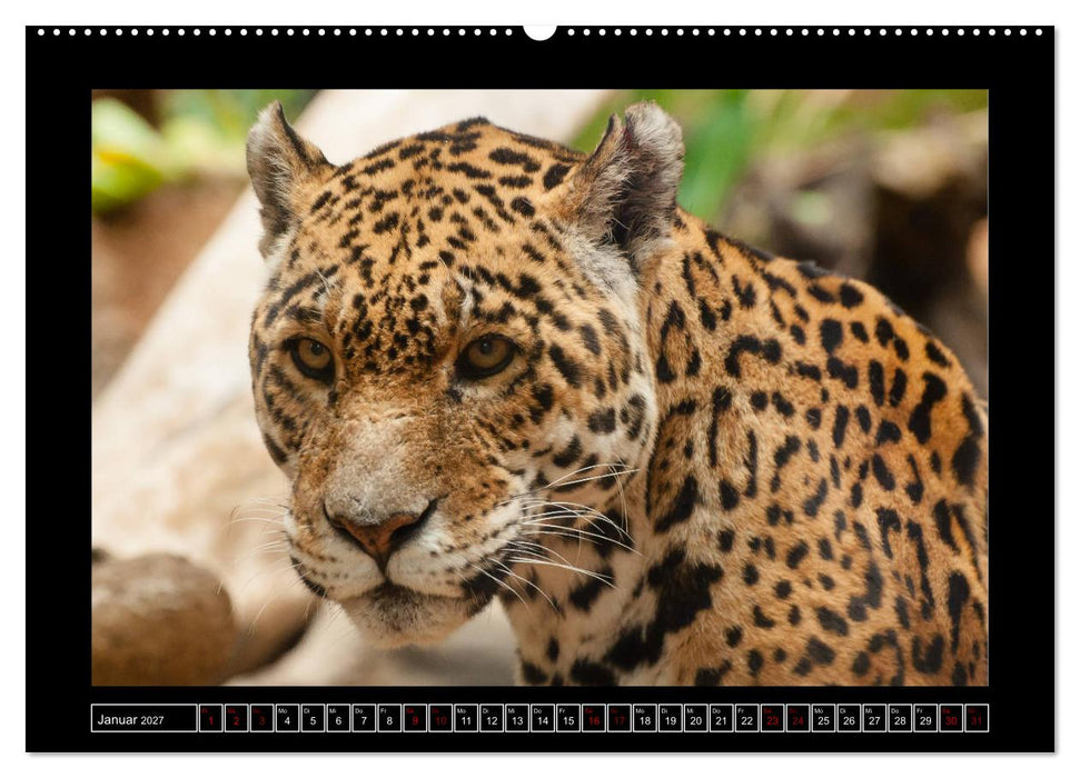 Tiger, Löwe und Co. (CALVENDO Premium Wandkalender 2027)