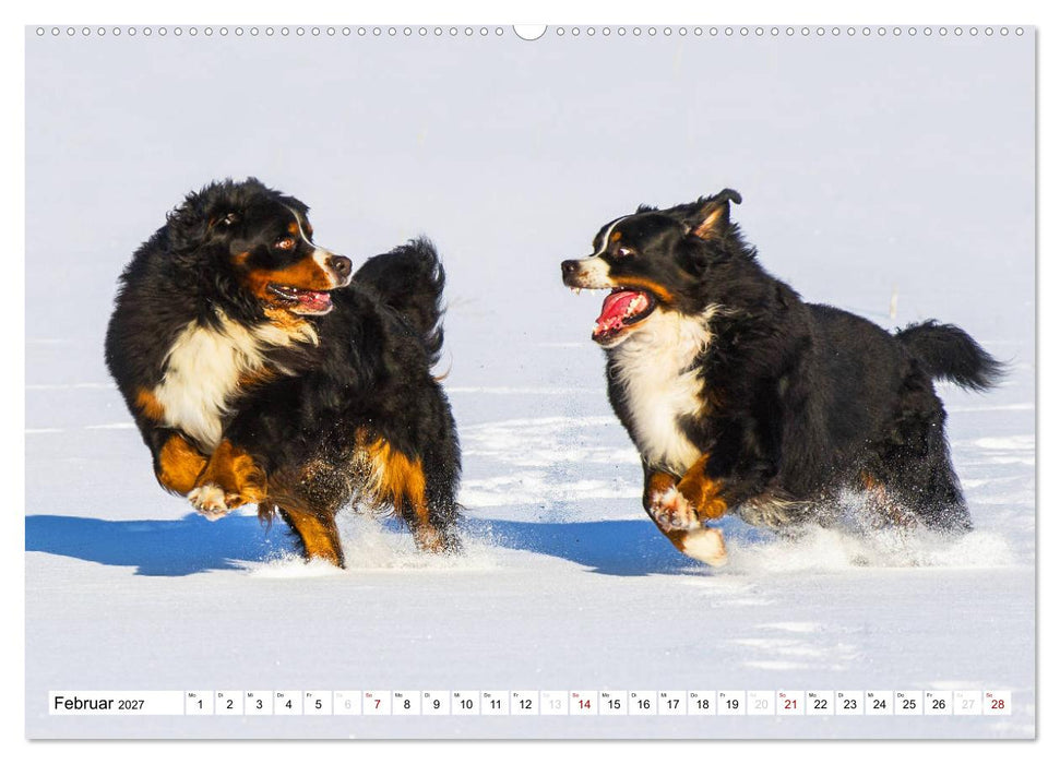 Faszinierende Schönheit Berner Sennenhund (CALVENDO Wandkalender 2027)
