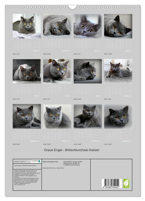 Graue Engel - Britischkurzhaar-Katzen (CALVENDO Wandkalender 2027)