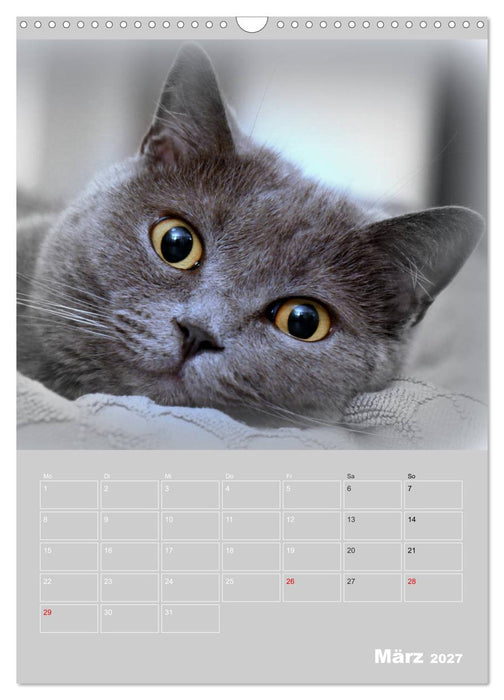 Graue Engel - Britischkurzhaar-Katzen (CALVENDO Wandkalender 2027)