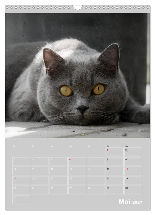 Graue Engel - Britischkurzhaar-Katzen (CALVENDO Wandkalender 2027)