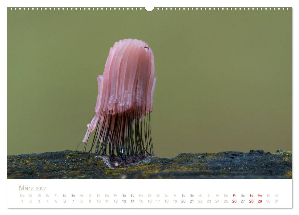 FASZINATION PILZE 2027 (CALVENDO Wandkalender 2027)